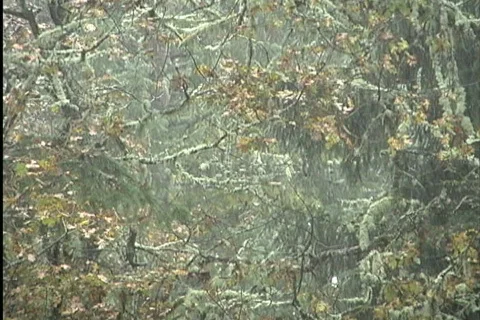 Rain in the late fall woods  Stock Footage 745428
