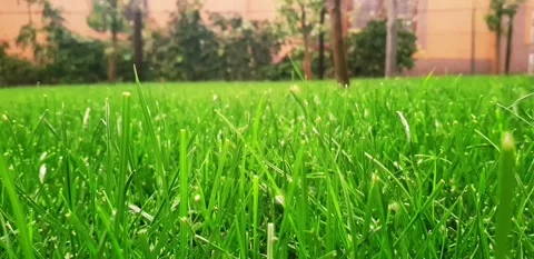 Rain / lawn / drops / grass Stock Footage 140754475