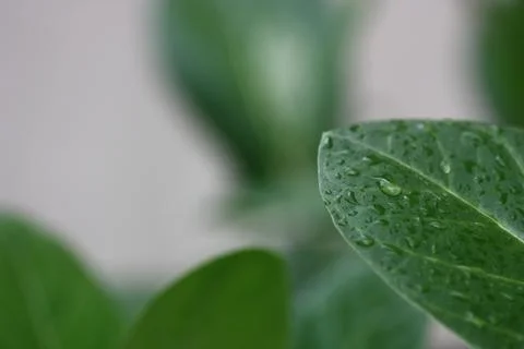 Rain on leaf blur background Stock Photos