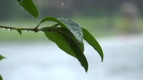 Rain on leaf Stock Footage 11779636