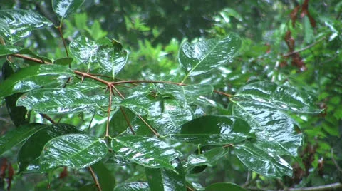 Rain with leaf. Stock Footage 24003876