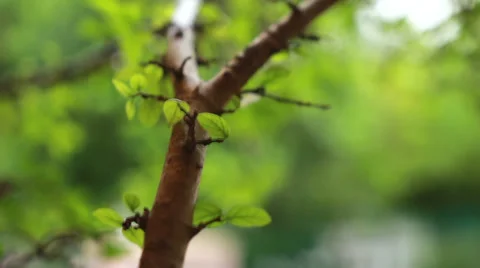 Rain on Leaf Stock Footage 31098886