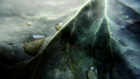 Rain on the leaf Stock Footage 75397007