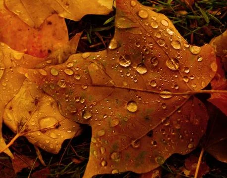 Rain Leaf Stock Photos