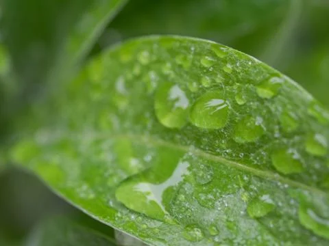 Rain on leaf Stock Photos