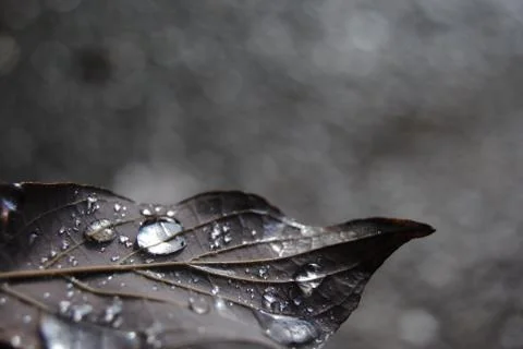 Rain Leaf Stock Photos