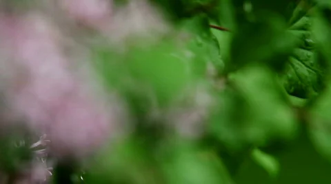 Rain Leaf Rack Focus Stock Footage 702988
