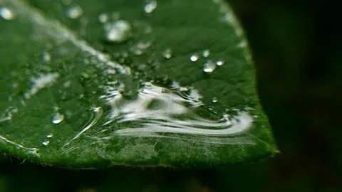 Rain On Leaf Surface Tension Closeup Foto stock