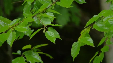 Rain on Leafs slow motion Video stock 50948046
