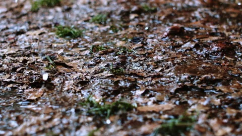 Rain on leafy ground Stock Footage 161468504