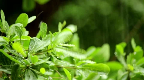 Rain leave Stock Footage 51167535