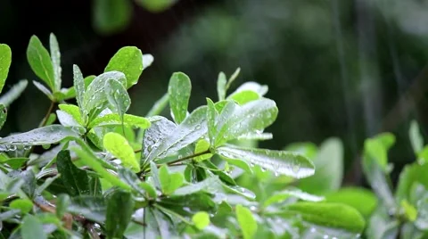 Rain leave Stock Footage 51167536