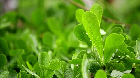 Rain leave Stock Footage 51167661