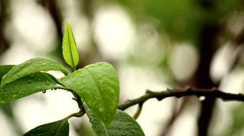 Rain leave Stock Footage 51167807