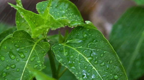 Rain on the Leaves 1 Stock Footage 35615654