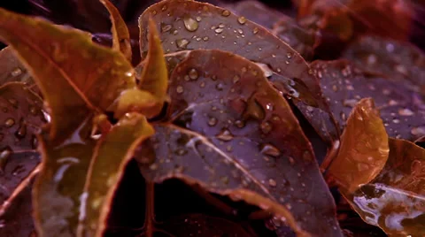 Rain on the Leaves 2 Stock Footage 35616489