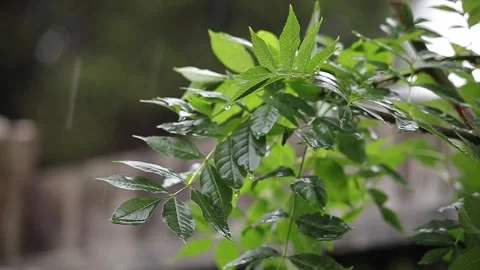 Rain On The Leaves (2) Stock Footage 242238080