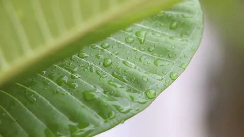 Rain on the leaves after rain Stock Footage 108770244