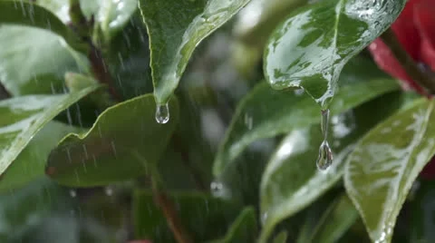 Rain on leaves of camellia bush Stock Footage