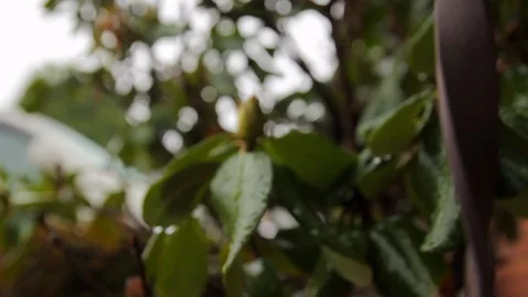 Rain on leaves in close up 스톡 동영상 92255682