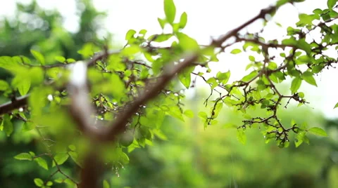 Rain On Leaves-Focus Changing Stock Footage 42269315