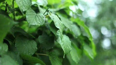 Rain leaves Video stock 484232