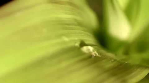 Rain on leaves Stock Footage 936092