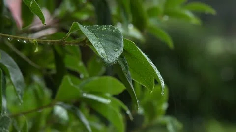 Rain on leaves Stock Footage 11781970