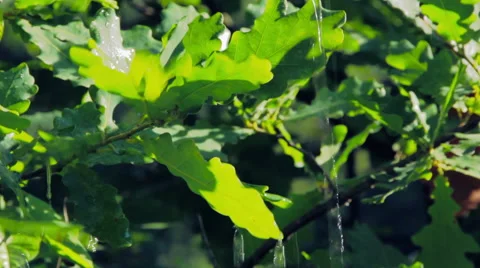 Rain on leaves Stock-Footage 40154676