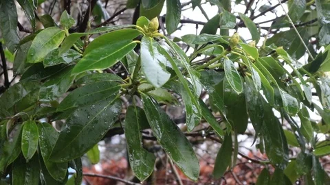 Rain on leaves Stock Footage 86219579