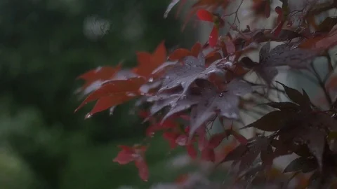 Rain on Leaves Stock Footage 91630735