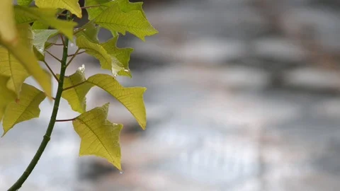 Rain on the leaves Stock Footage 97825950