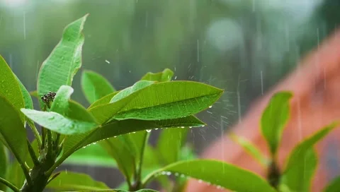 Rain leaves Vídeos de archivo 219599260
