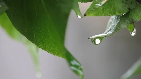Rain On The Leaves Stock Footage 242237302