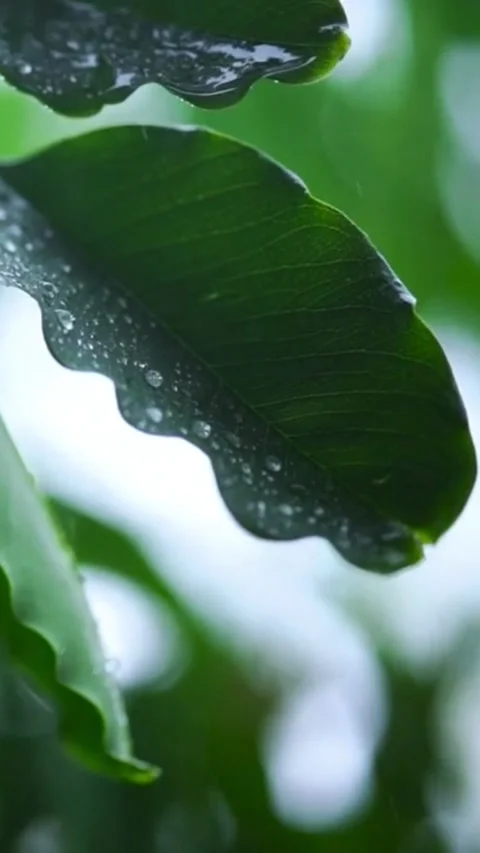 Rain On Leaves Stock Footage 242425132