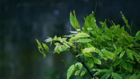 Rain on the leaves Stock Footage 243372515