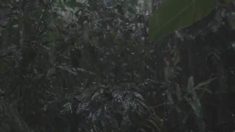 Rain on leaves Stock Footage 244728755