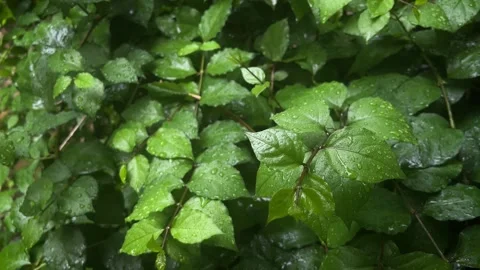 Rain leaves Stock Footage 337918503