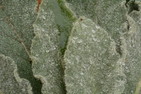 Rain on leaves Stock Photos