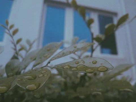Rain on Leaves Stock Photos