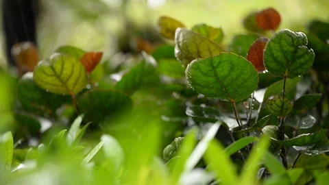Rain on leaves at the rainforest floor Stock Footage