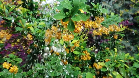 Rain on leaves slow motion Stock Footage 107929189