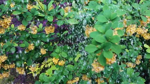 Rain on leaves slow motion Stock Footage 107929218