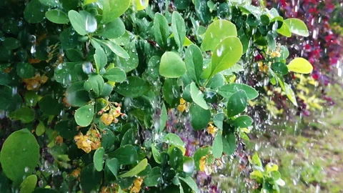 Rain on leaves slow motion Stock Footage 107929238