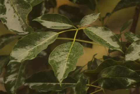Rain On Leaves Slow Motion (NTSC) Stock Footage 3477164
