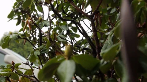 Rain on leaves tilt up in close up Stock-Footage 92255693
