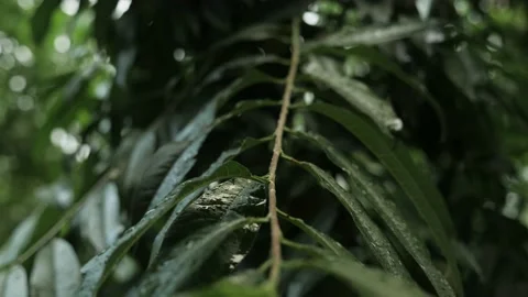 Rain on the leaves of a tree in a forest, in Darjeeling, India Stock Footage 194418345