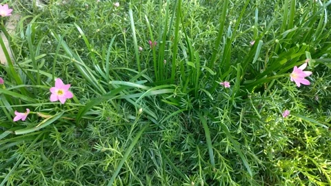 Rain Lilies Garden Patch Stock Footage 339516367