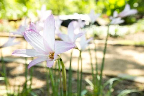 Rain Lilies Foto stock