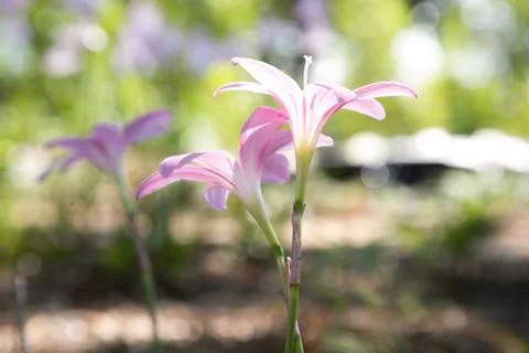 Rain Lilies Foto stock